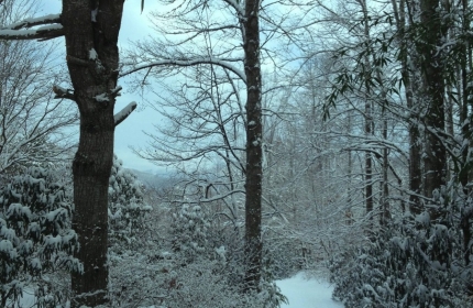 The Road Home in Winter