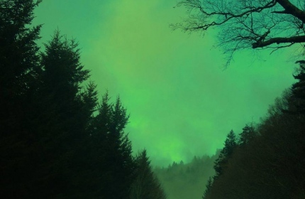Blue Ridge Parkway, Foggy Christmas Day by Teri Leigh Teed