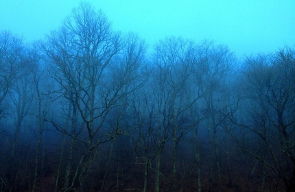 Blue Ridge Parkway, Thunder Struck Ridge Christmas Day by Teri Leigh Teed
