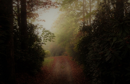 Foggy Autumn Morning Nantahala Forest by Teri Leigh Teed