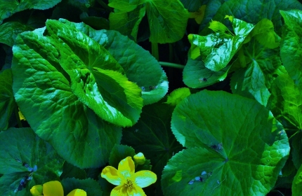 English Water Lilies by Teri Leigh Teed