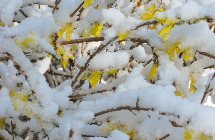 Forsythia Blooms in  Snow by Teri Leigh Teed