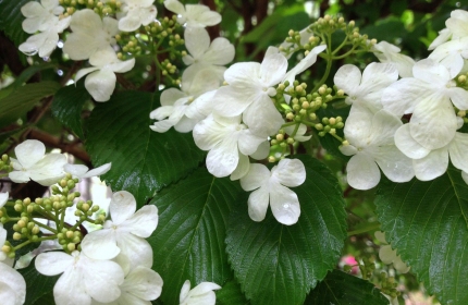 Green and White Blossoms by Teri Leigh Teed