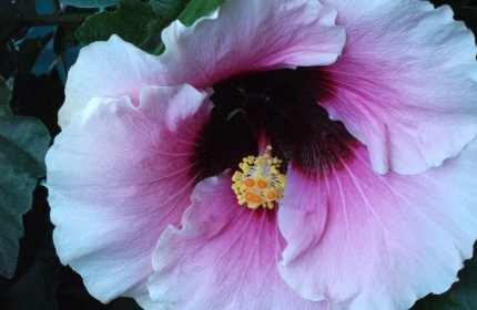 Hibiscus by Teri Leigh Teed