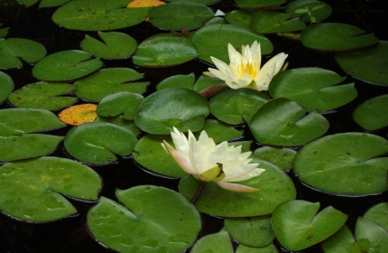 Lily Pads and Lotus by Teri Leigh Teed