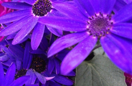 London Purple Fairy Flowers by Teri Leigh Teed