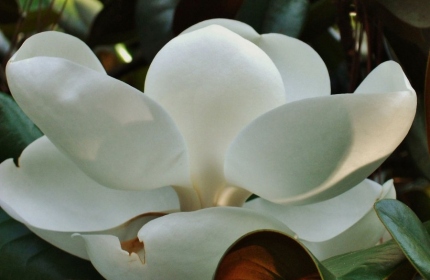 Lotus of the South by Teri Leigh Teed