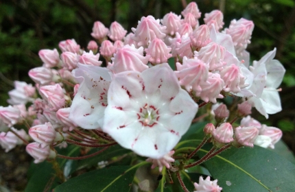 Mountain Laurel Blue Ridge Mountains by Teri Leigh Teed