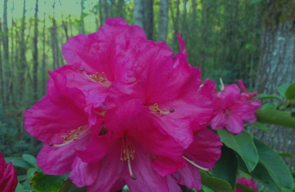 Pink Rhododendrons by Teri Leigh Teed