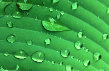 Raindrops on Green Leaf by Teri Leigh Teed