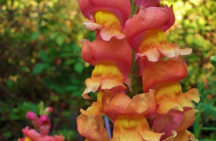 Snapdragons, Kalmia Gardens by Teri Leigh Teed