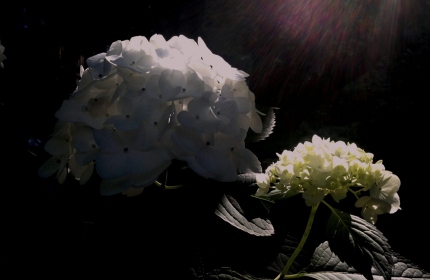 Hydrangeas-in-the-Light-by-Teri-Leigh-Teed-scaled