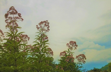 In the Land of Joe Pye Weed by Teri Leigh Teed
