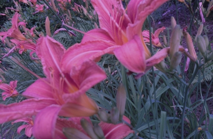 Lilies of the Field by Teri Leigh Teed