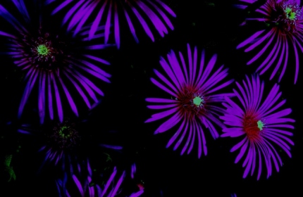 Purple Fantasy Flowers by Teri Leigh Teed