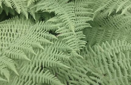 Summer Ferns by Teri Leigh Teed