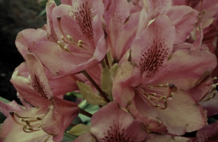 Appalachian Pink Rhododendrons by Teri Leigh Teed