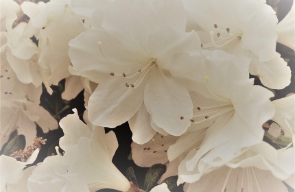 White Azaleas in Spring by Teri Leigh Teed