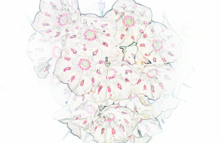 White Mountain Laurel Flowers Kalmia Gardens drawing style by Teri Leigh Teed