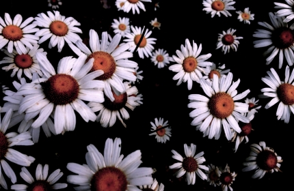 Whoops a Daisy by Teri Leigh Teed