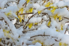 Forsythia Blooms in  Snow by Teri Leigh Teed