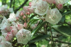 Pink and White Kalmia Garden by Teri Leigh Teed