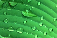 Raindrops on Green Leaf by Teri Leigh Teed