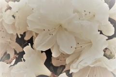 White Azaleas in Spring by Teri Leigh Teed