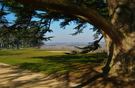 Ancient Grove, Chaumont by Teri Leigh Teed