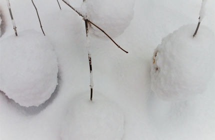 Confections of Snow by Teri Leigh Teed