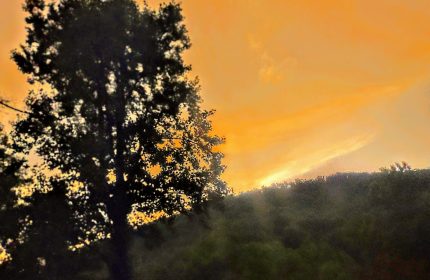 Optimism by Teri Leigh Teed