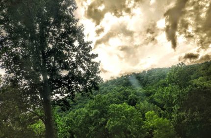 Blessing of the Animals by Teri Leigh Teed