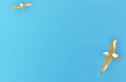 Brighton Birds by Teri Leigh Teed