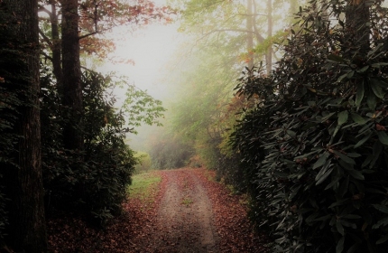 Foggy Autumn Morning by Teri Leigh Teed