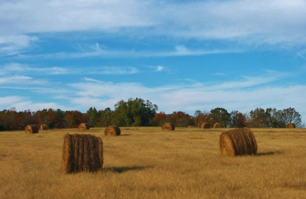Haybales in Fields, Fairfield County SC by Teri Leigh Teed