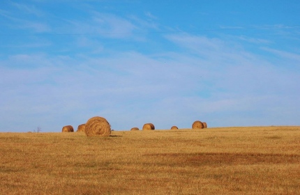 November Haybales, Fairfield County SC by Teri Leigh Teed
