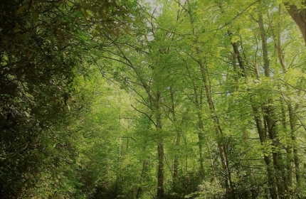 On My Path by Teri Leigh Teed
