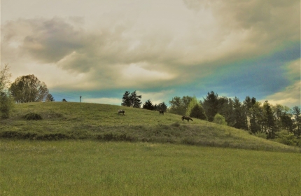 Summer Mountain Pasture by Teri Leigh Teed