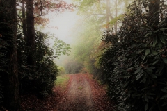 Foggy Autumn Morning by Teri Leigh Teed