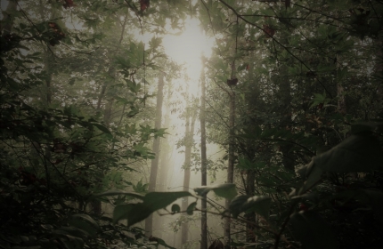 Light of Peace, Nantahala Forest by Teri Leigh Teed