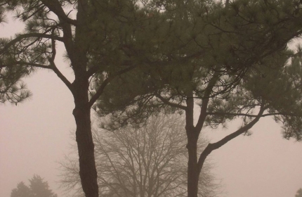 Foggy Winter Day by Teri Leigh Teed 2012