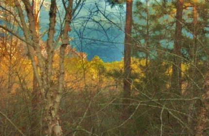 Sunset on the Ridge, Tree Tops by Teri Leigh Teed