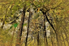 Early Fall, Nantahala Forest by Teri Leigh Teed