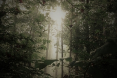 Light of Peace, Nantahala Forest by Teri Leigh Teed