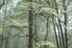 Dogwoods in Spring, Nantahala Forest by Teri Leigh Teed