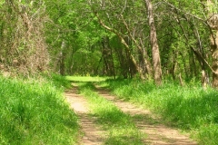 The Road Less Travelled, Blair SC by Teri Leigh Teed