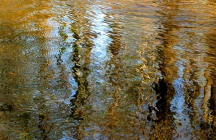 Golden Healing Light by Teri Leigh Teed
