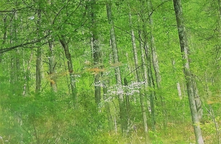 Spring Reflections by Teri Leigh Teed