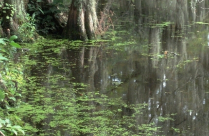 September at the Swamp by Teri Leigh Teed