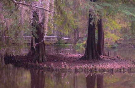 Autumn's Reflection, Swan Lake, Sumter SC by Teri Leigh Teed